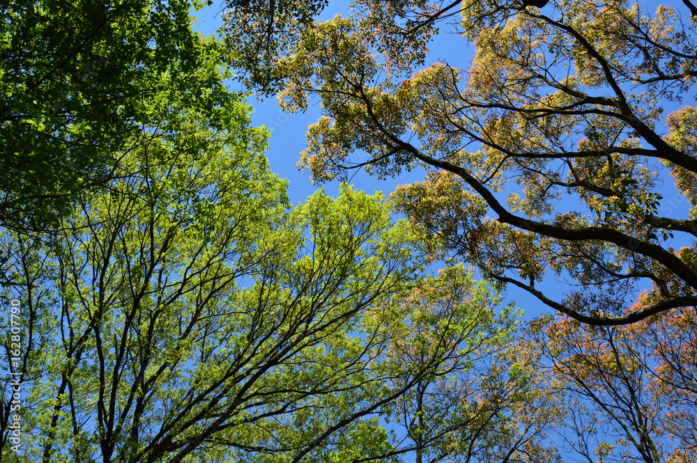 Fototapeta premium 夏の始まり、陽射しを見上げる