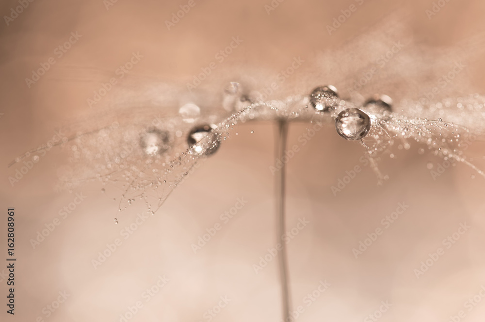 Drops on dandelions up close. Abstract photo with the dandelion. Drops on dandelions up close. Abstract photo with the dandelion.