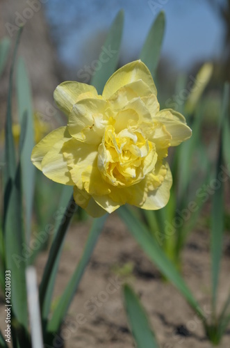 Fototapeta Naklejka Na Ścianę i Meble -  Белый и желтый махровый нарцисс Narcissus 'Casanova'