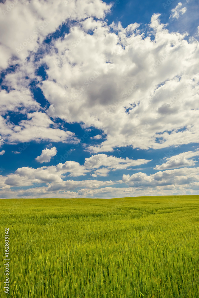 Cloudy sky over green grain field