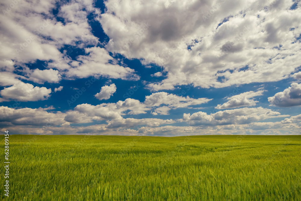 Cloudy blue sky over green grain field