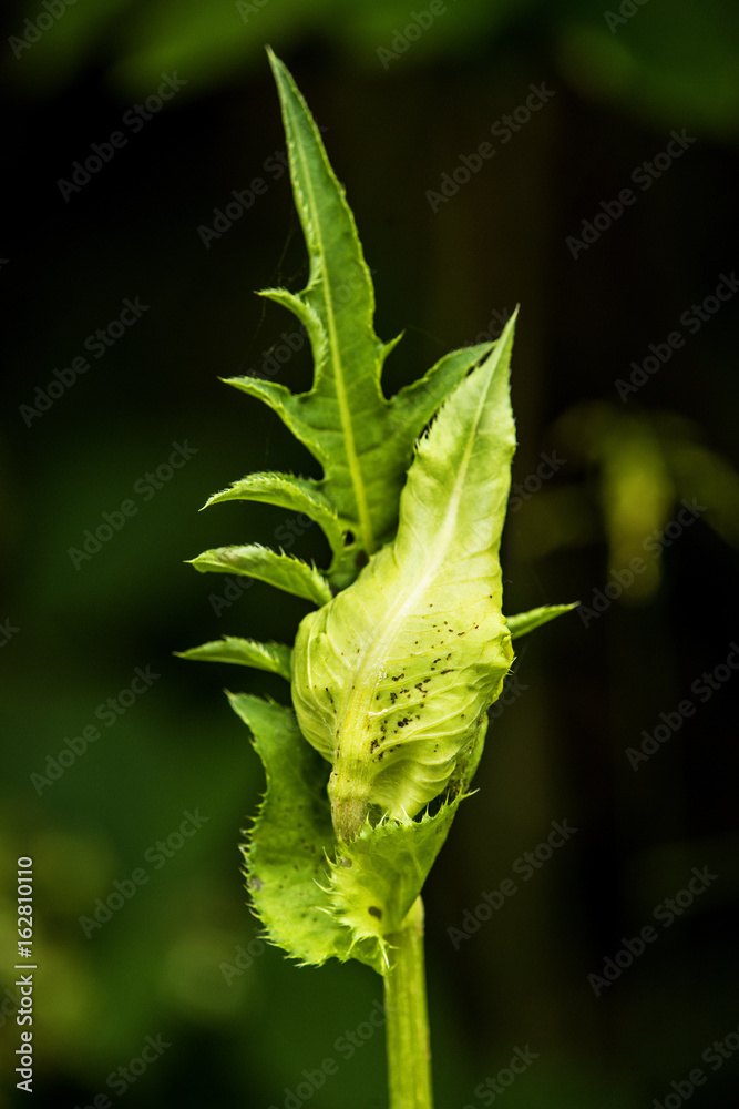 Naklejka premium Kohl-Kratzdistel, Cirsium oleraceum, mit geschlossener Blüte