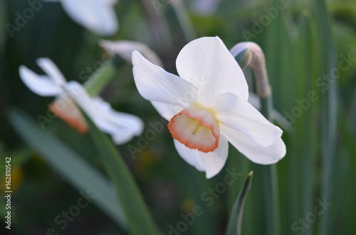 Fototapeta Naklejka Na Ścianę i Meble -  Белый нарцисс с розовой короной Narcissus 'Liebeslied'