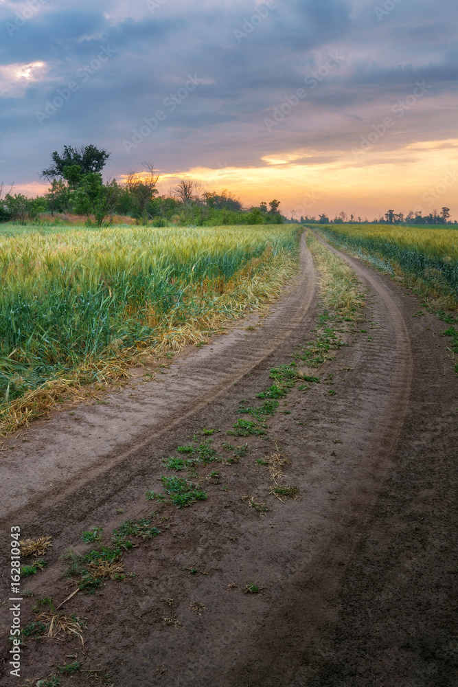trail in a wheat field / early morning dawn Ukraine