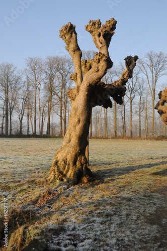 Dutch Winter Landscap photo