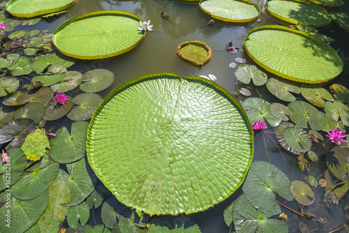 Close up Victoria amazonica in the pond with giant green leaves cover the pond surface to create a beautiful landscape in nature photo