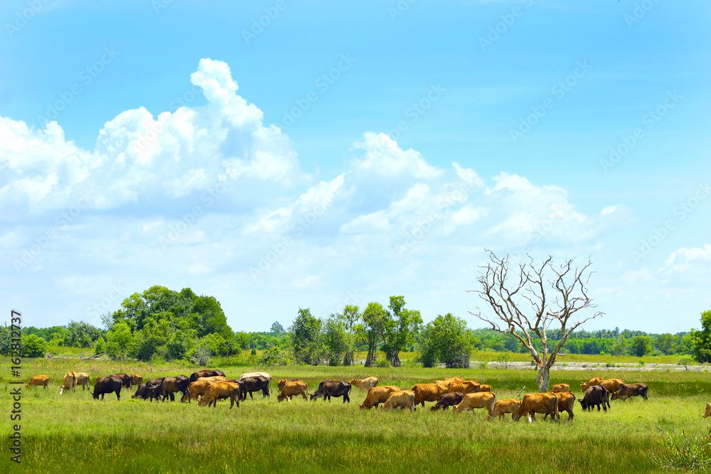 Obraz premium Cows go to have their lunch
