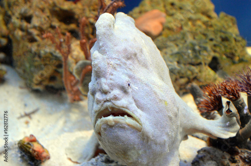 Close up of Giant frogfish (Antennarius commerson) with corals on the background, predator marine fish from tropical and subtropical waters, able to change body color and walk with pelvic fins photo