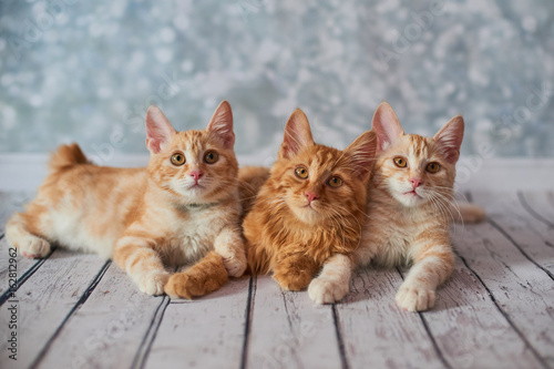 A photo of funny red american bobtail cats three monthes old on blured background
 photo