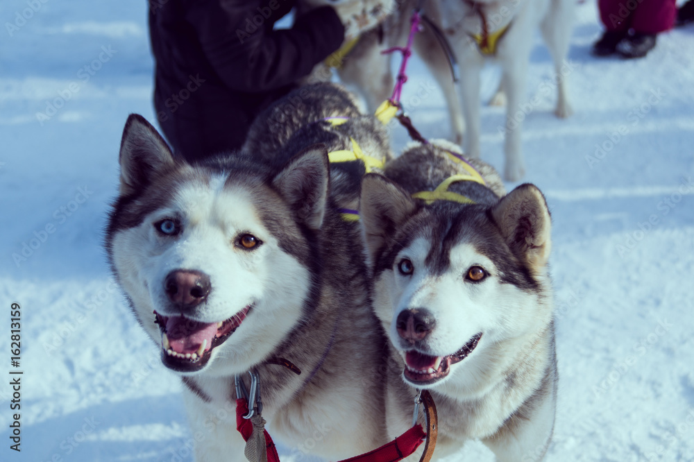 snow sled dog breed husky in harness snow sled dog breed husky in harness