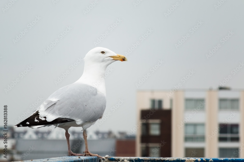 Urban seagull Urban seagull
