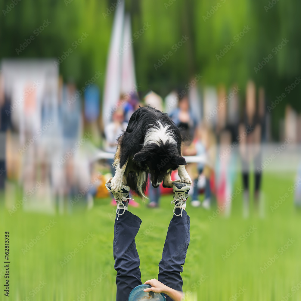 Funny performance of capable domestic dog with his master on dog ...