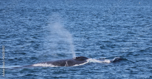 Sperm whale, whalewatching in Iceland