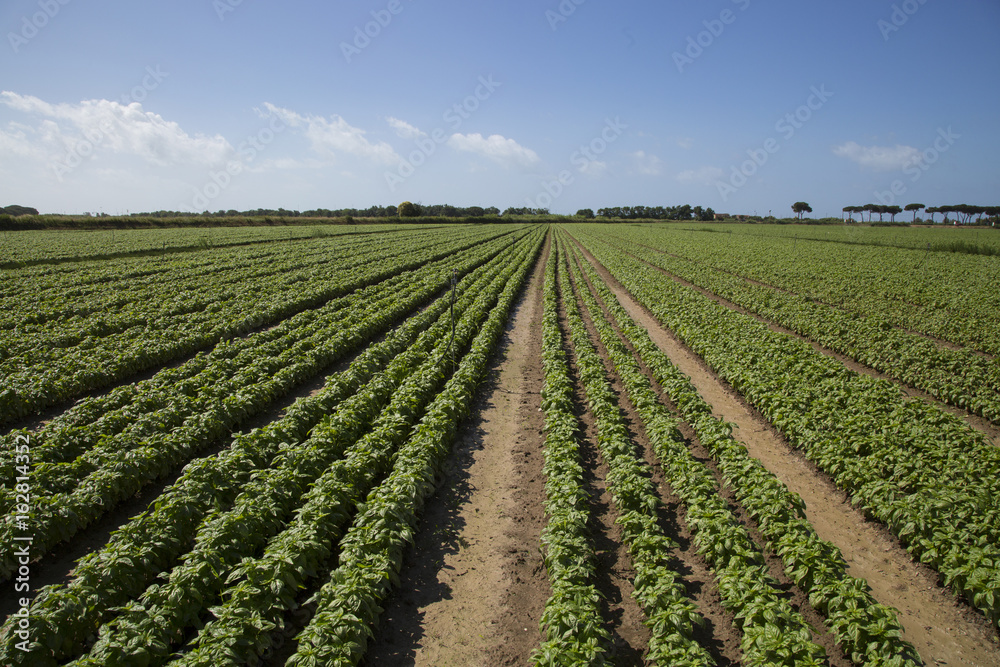 Basil: typical product of Liguria Basil: typical product of Liguria