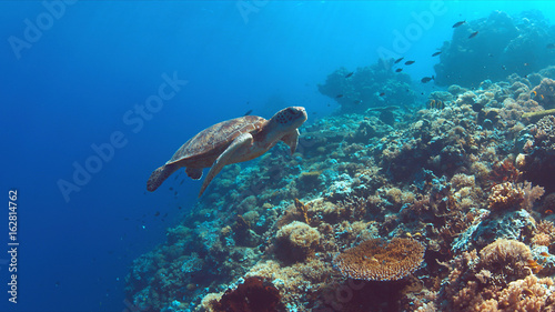 Green Sea turtle swims on a colorful coral reef.
