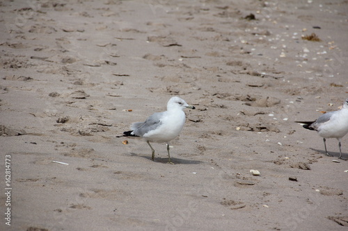 Ring-Billed Gull looking for food at the beach / Palm Beach, Atlantic Ocean, Florida, USA
