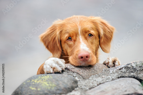 adorable toller dog portrait outdoors photo