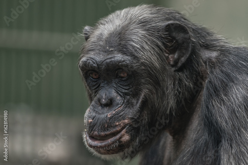 Chimpanzee portrait close up in the cell