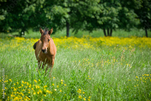 Small brown horse walking on soft green grass in the field. Beautiful free chestnut horse on the meadow with flowers.