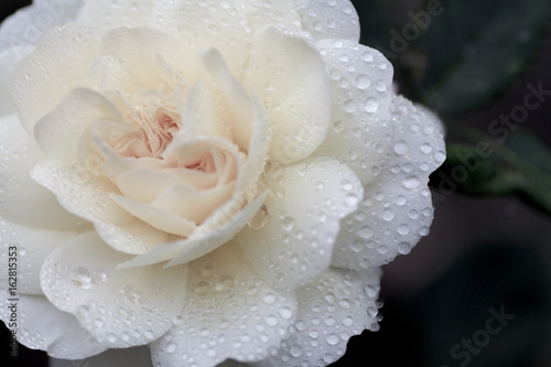 close up of white rose with raindrops