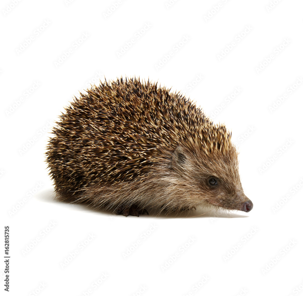 Hedgehog isolated on white Hedgehog isolated on white