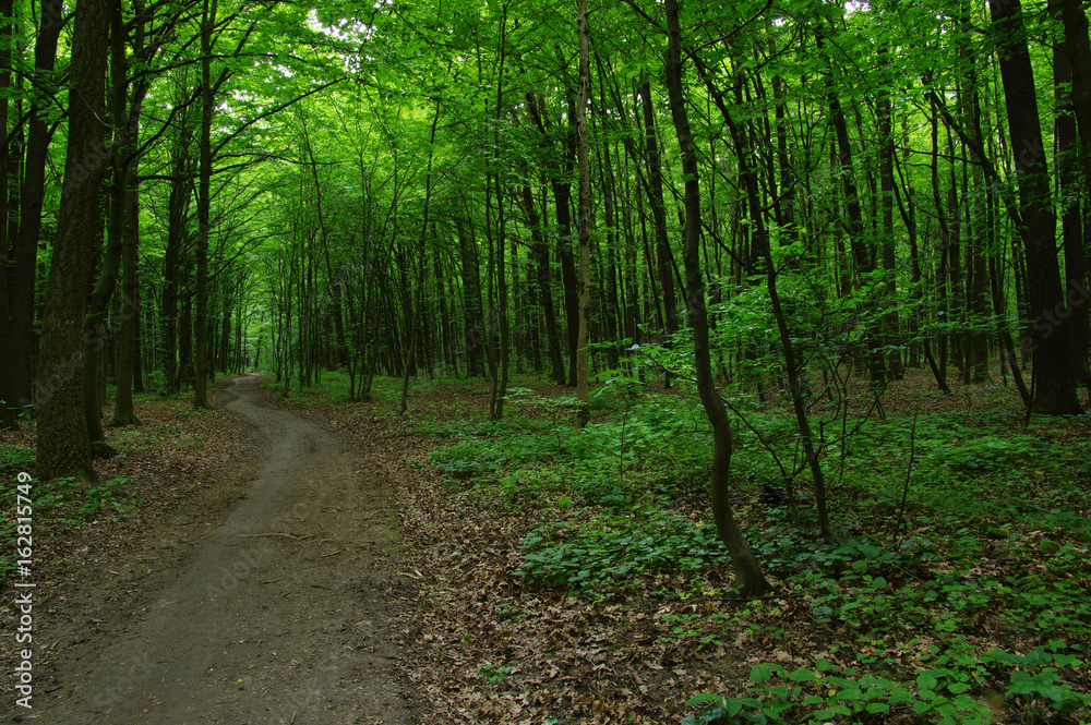 Trees in green forest