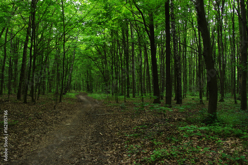 Trees in green forest