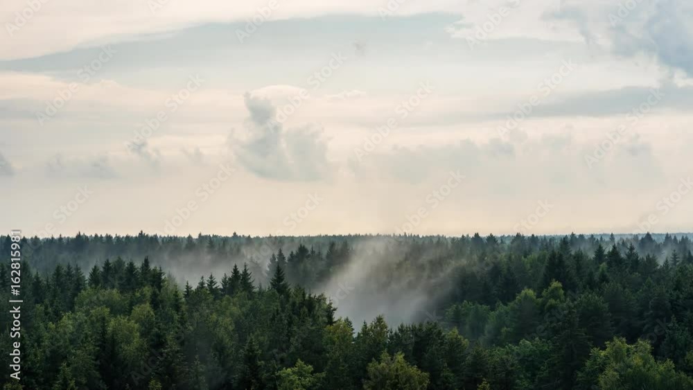 Forest after rain TimeLapse: Ecology. Evaporation of moisture from the forest after the rain.