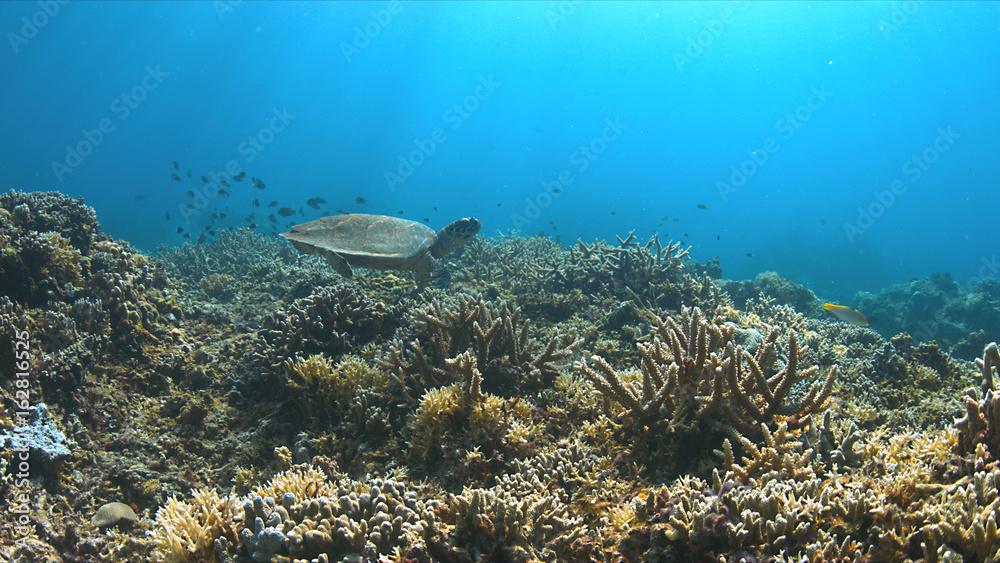 Hawksbill turtle on a Coral reef.