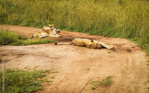 Lions lying on the road in Masai Mara Park