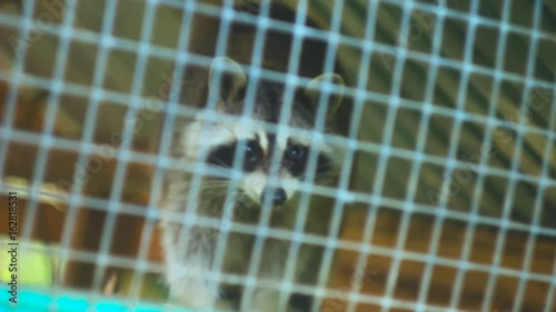 Raccoon in the zoo