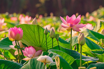 Papier peint photo Fleur de lotus Fleurs de lotus Nelumbo nucifera  © imacture