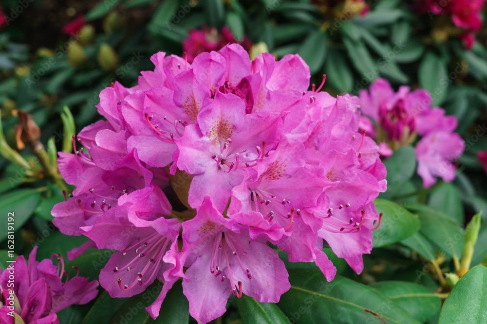Multicolored rhododendrons in the city park in the spring.