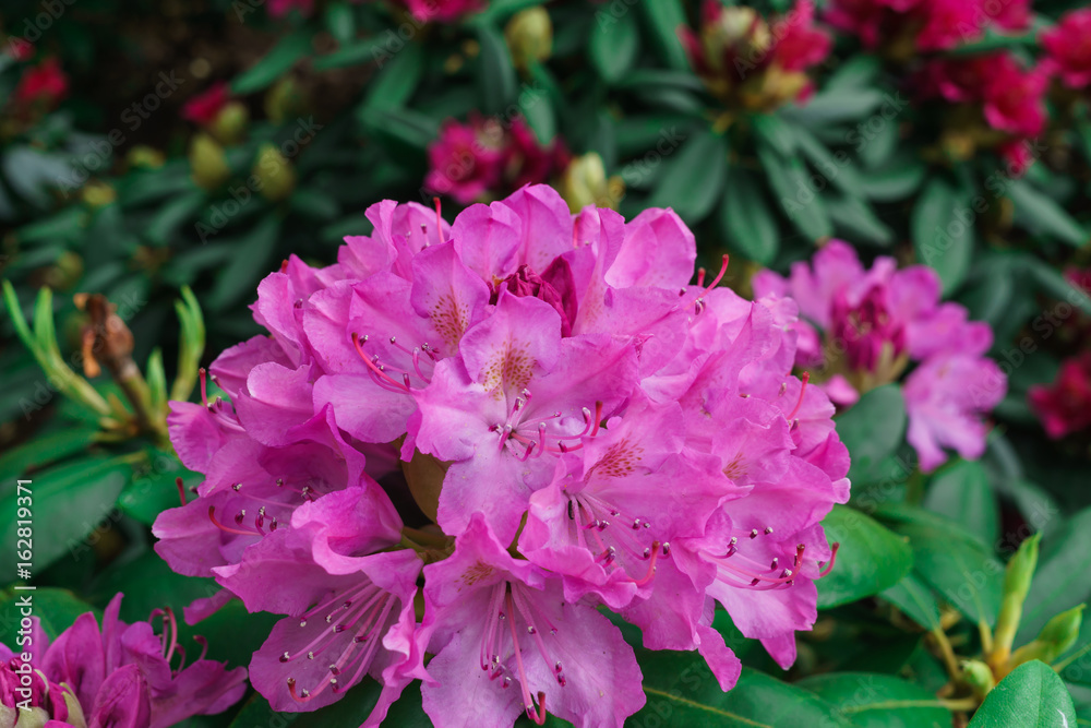 Multicolored rhododendrons in the city park in the spring.