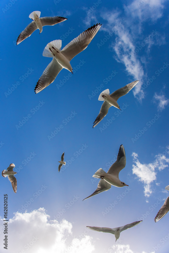 Fototapeta premium Flying seagulls