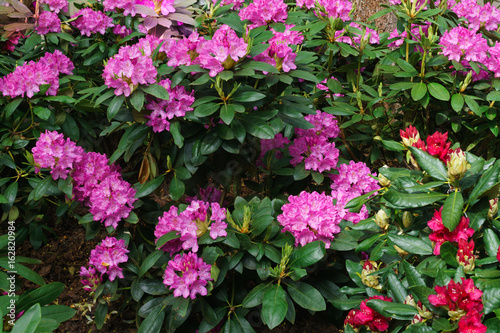 Multicolored rhododendrons in the city park in the spring.