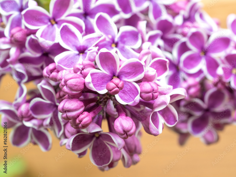 Syringa Sensation, lush buds of lilac flowers on a branch, close-up of inflorescence