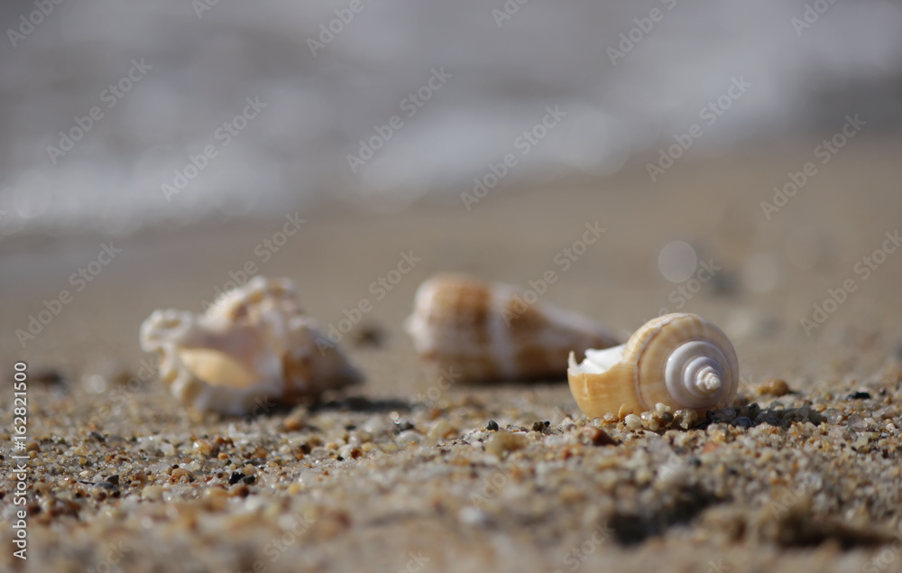 Seashell on the beach