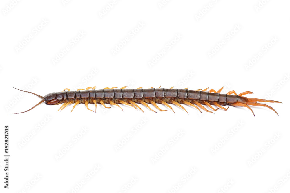 Centipede isolated Centipede isolated