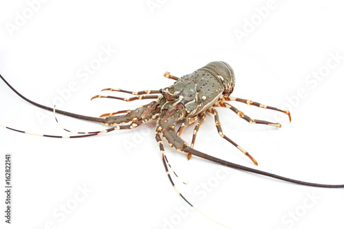 lobster isolated on white background 