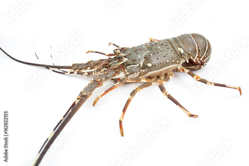 lobster isolated on white background 