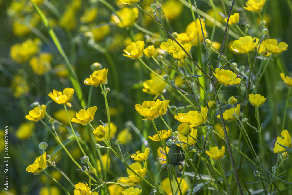 Meadow buttercup flowers in summer