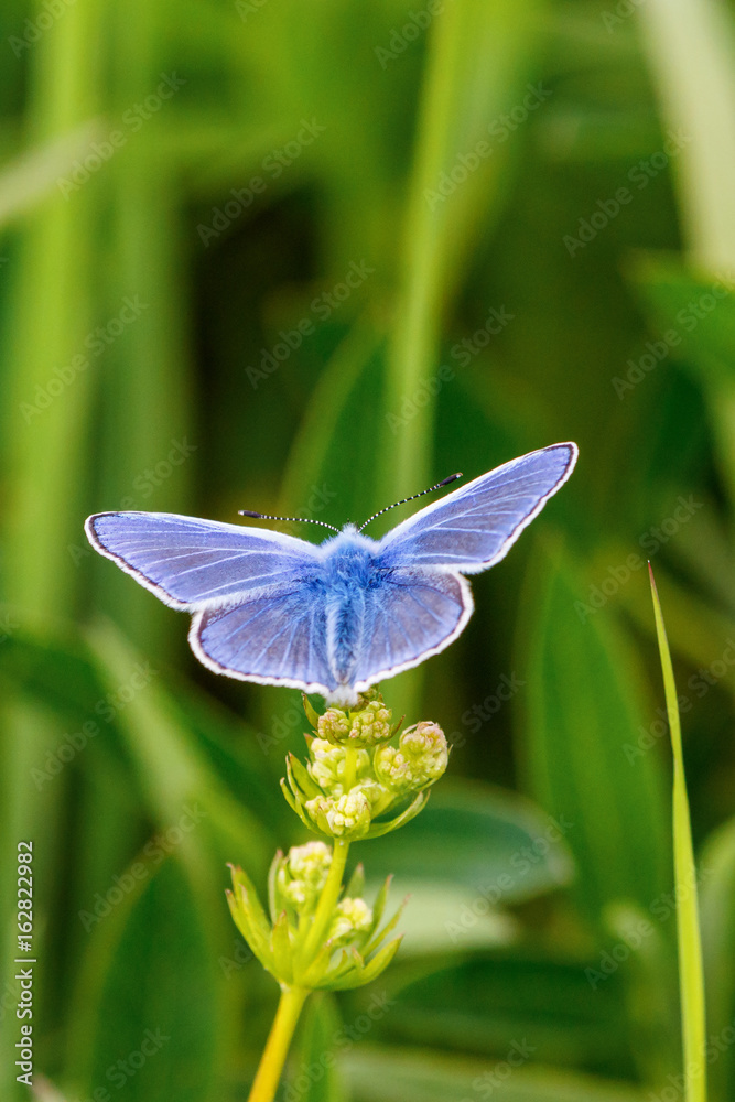 Common blue butterfly with wings on a flower Common blue butterfly with wings on a flower