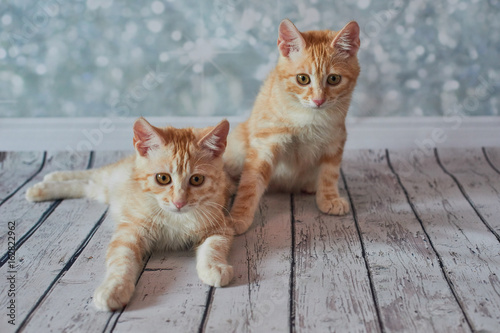 Canvas Print A photo of funny red american bobtail cats three monthes old on blured backgroun