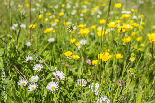 Daisies on a summer meadow