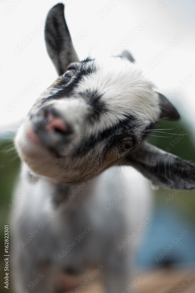 Baby Goats Baby Goats