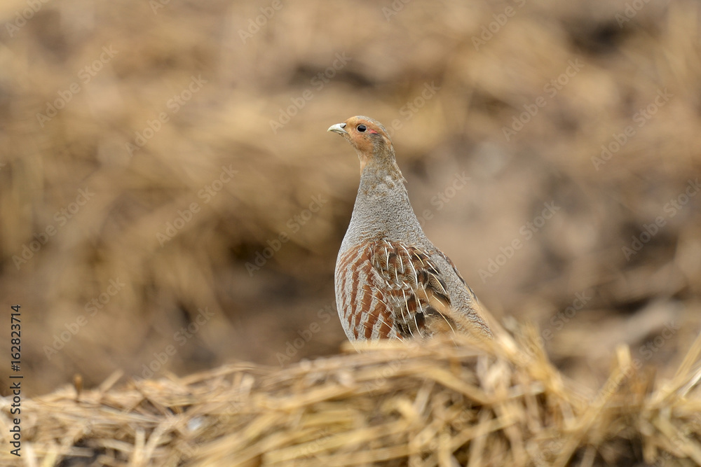 Partridge Perdix perdix in spring, natural background Partridge Perdix perdix in spring, natural background