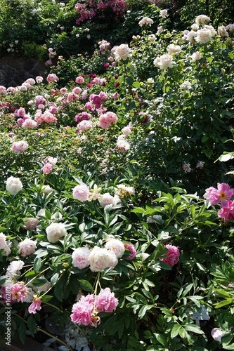 Blütenpracht im Garten - Pfingstrosen