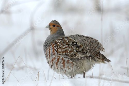 Konstfotografi Partridge Perdix perdix on snow, winter, natural background