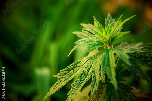 Motherwort (Leonurus) - perennial or biennial herbaceous valuable medicinal plants